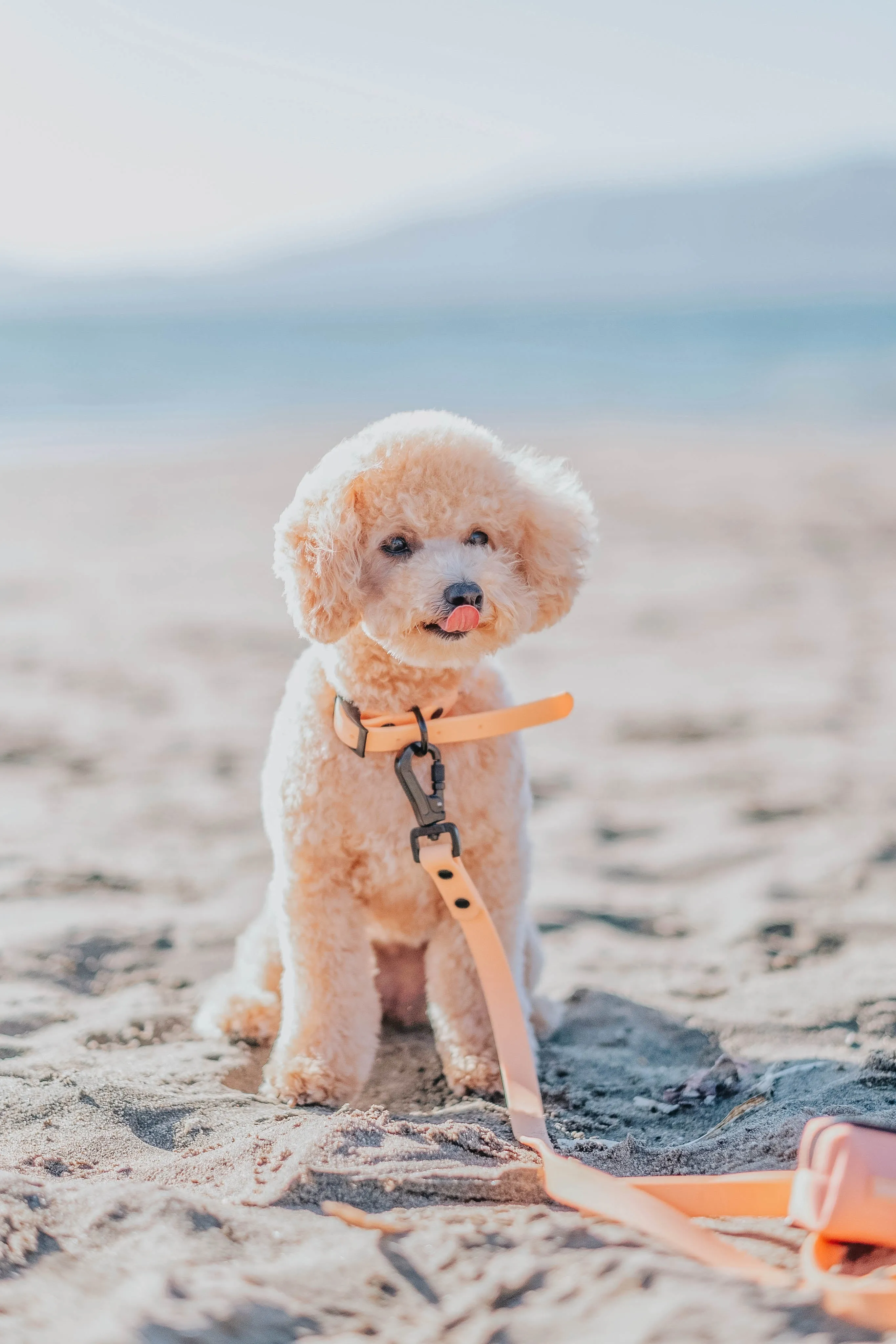 Dog Waterproof Leash - Orange