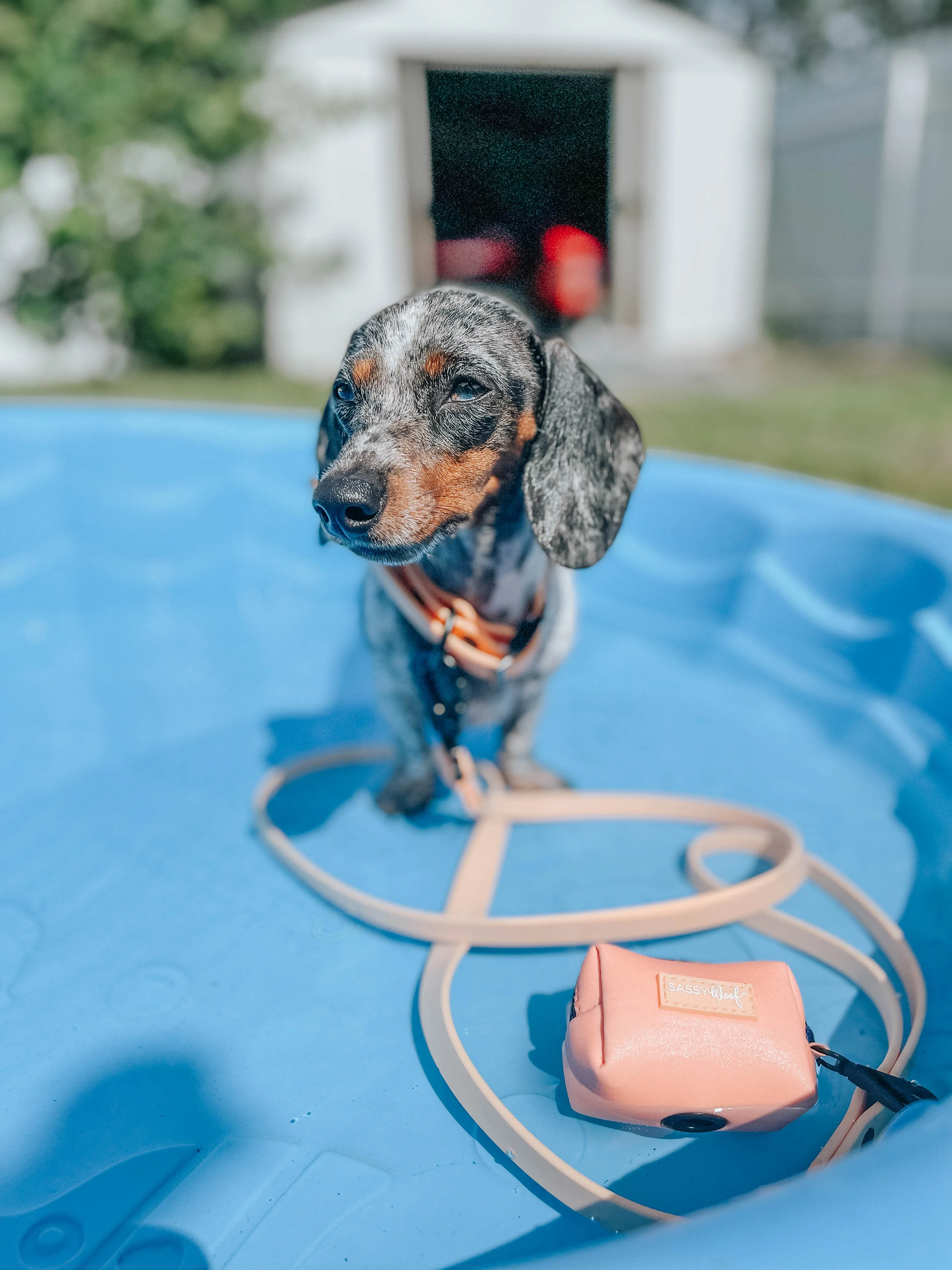 Dog Waterproof Leash - Orange