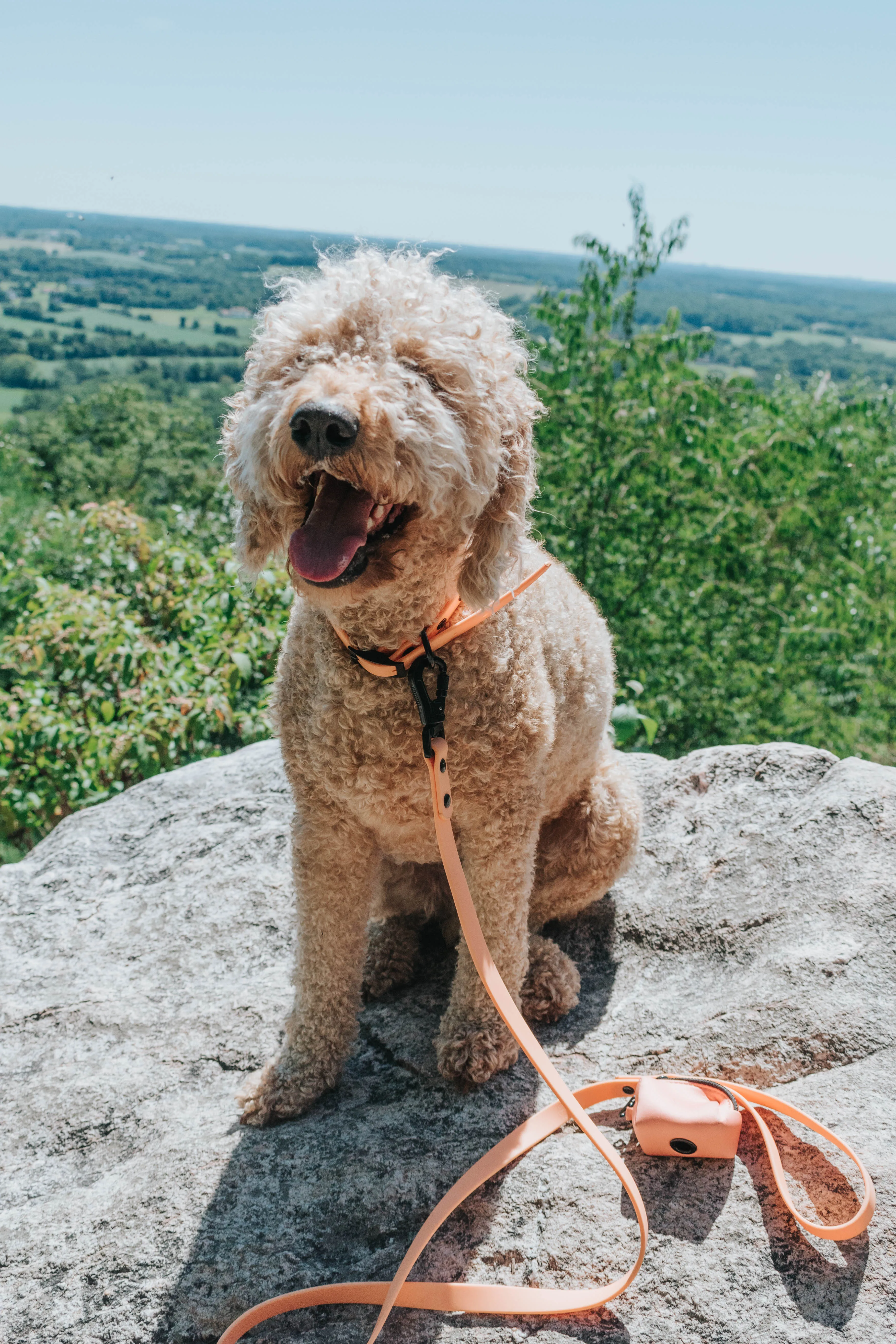 Dog Waterproof Leash - Orange