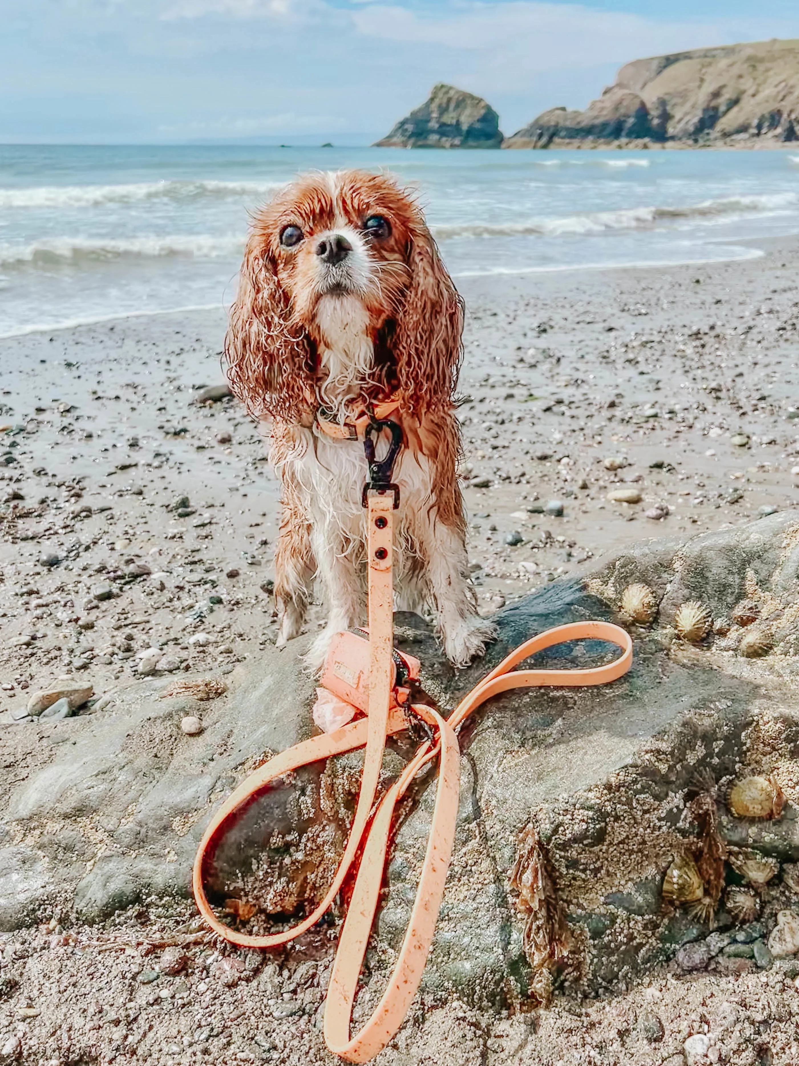 Dog Waterproof Leash - Orange