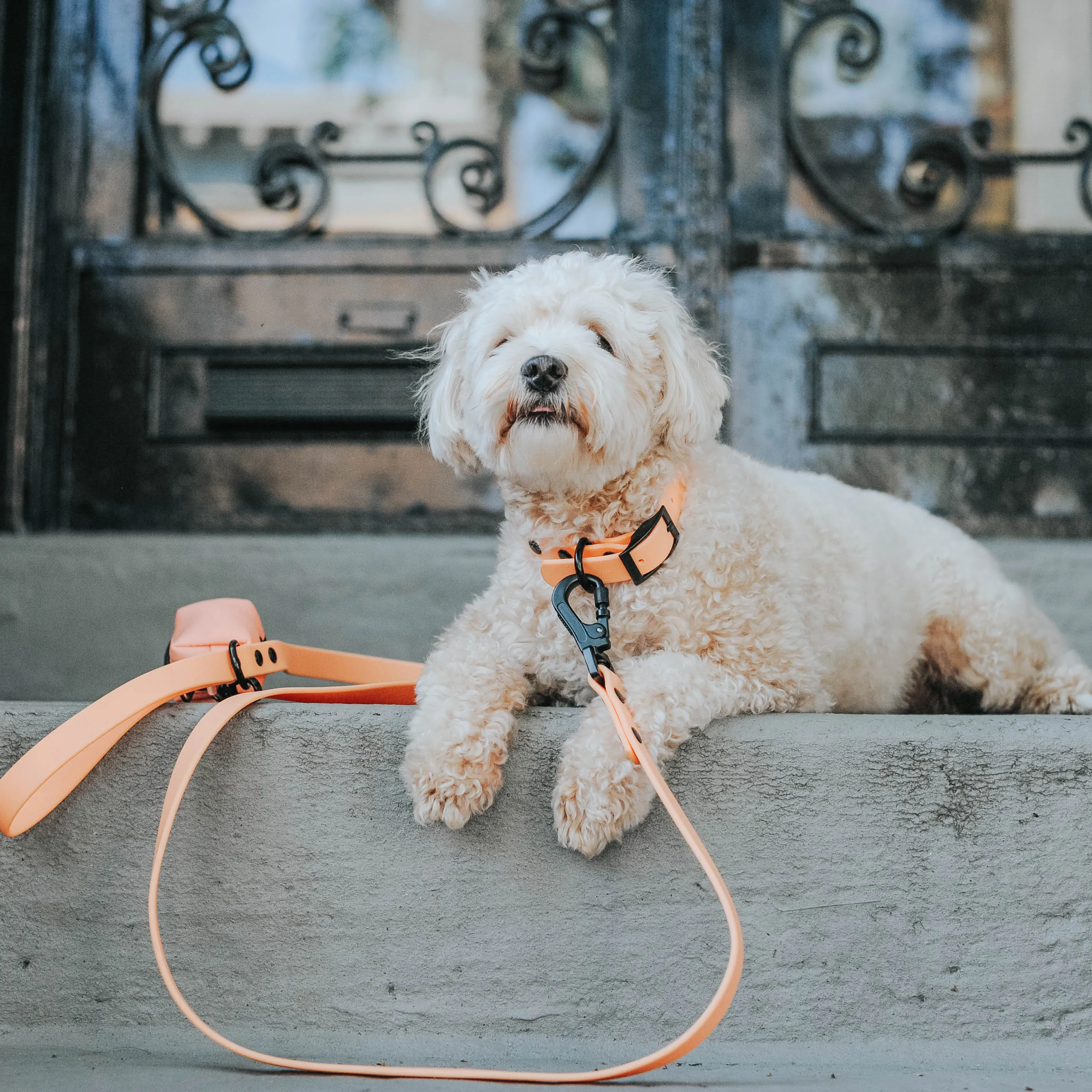 Dog Waterproof Leash - Orange